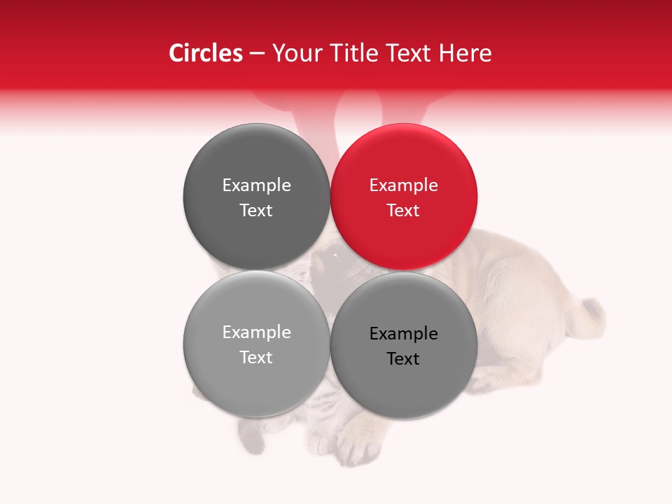 White Humorous Kitten PowerPoint Template