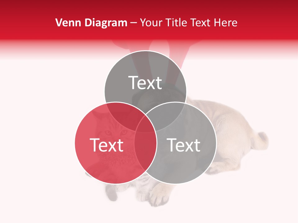 White Humorous Kitten PowerPoint Template