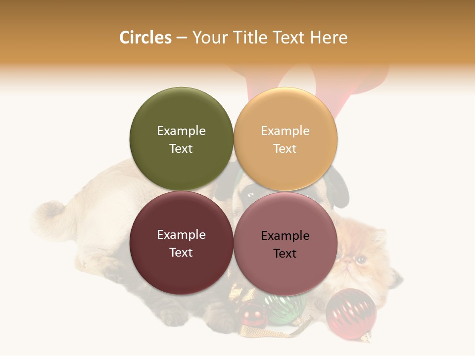 Pug Pet Purebred PowerPoint Template