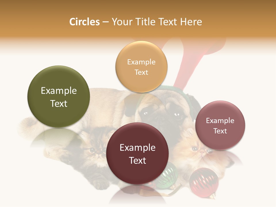 Pug Pet Purebred PowerPoint Template