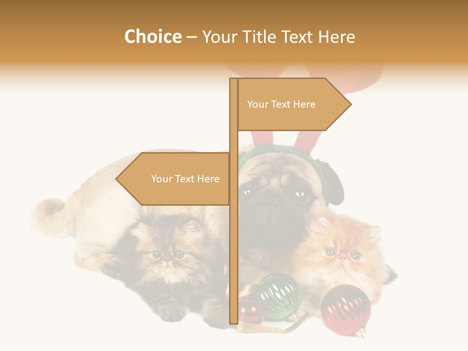 Pug Pet Purebred PowerPoint Template