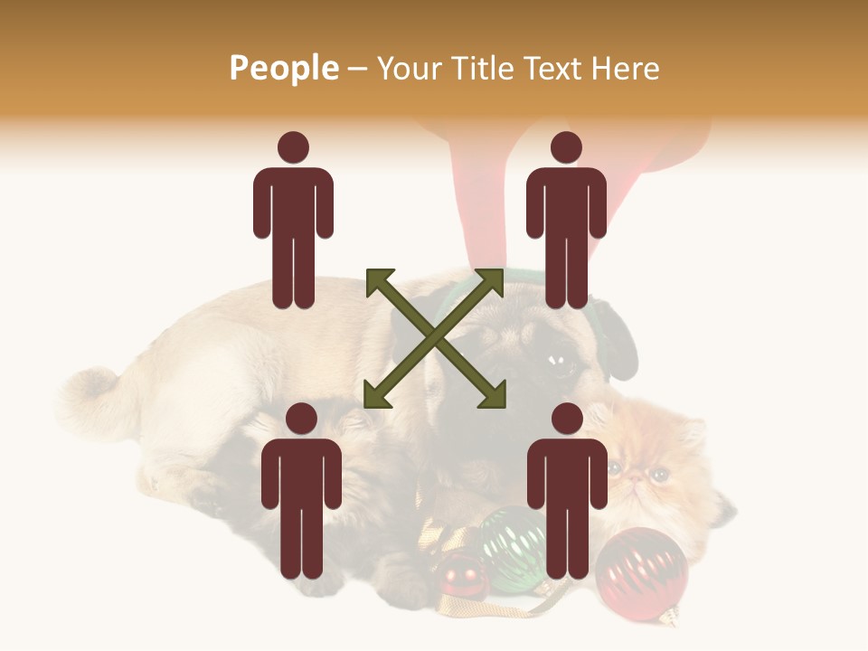 Pug Pet Purebred PowerPoint Template