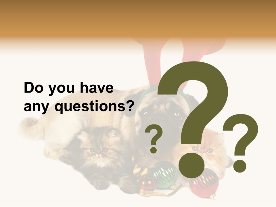 Pug Pet Purebred PowerPoint Template