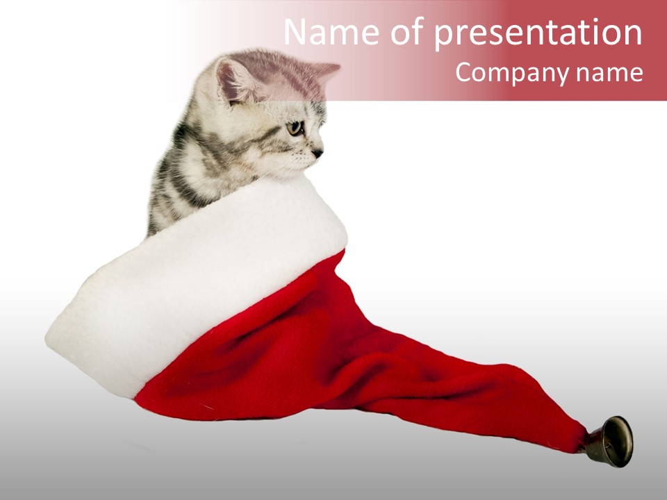 Adorable Feline Pet PowerPoint Template