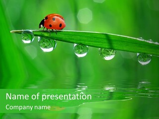 Plant Wildlife Meadow PowerPoint Template