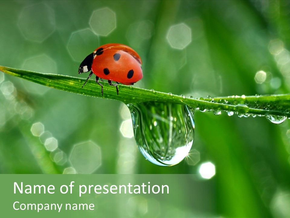 Healthcare Garden Ladybird PowerPoint Template