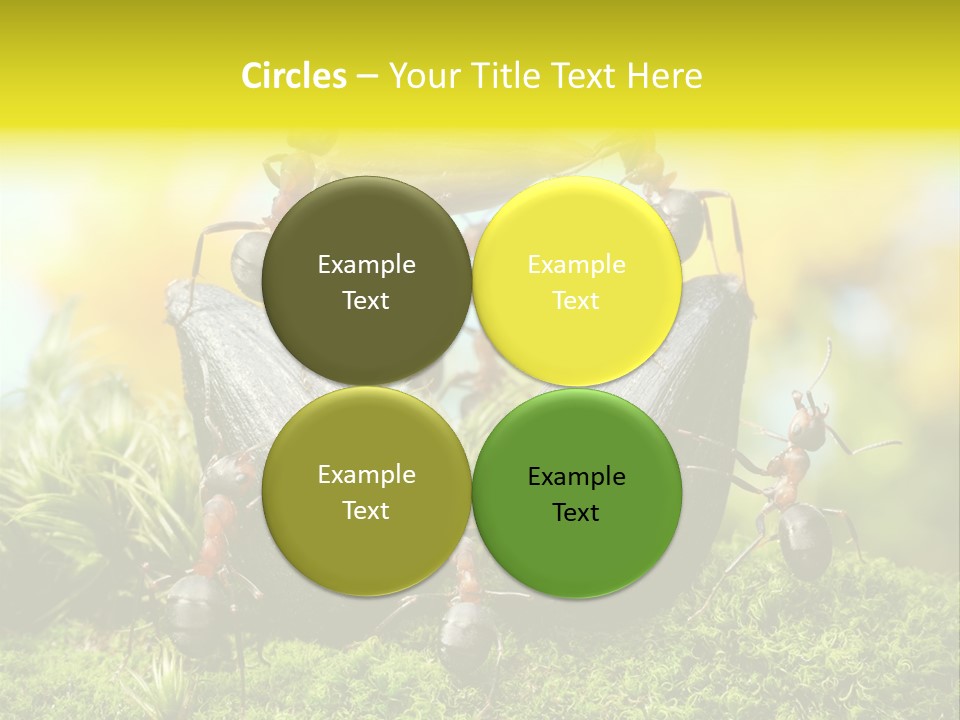 Crop Meadow Insects PowerPoint Template