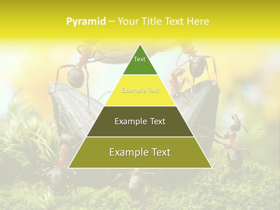 Crop Meadow Insects PowerPoint Template