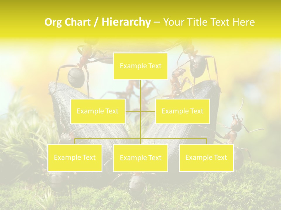 Crop Meadow Insects PowerPoint Template