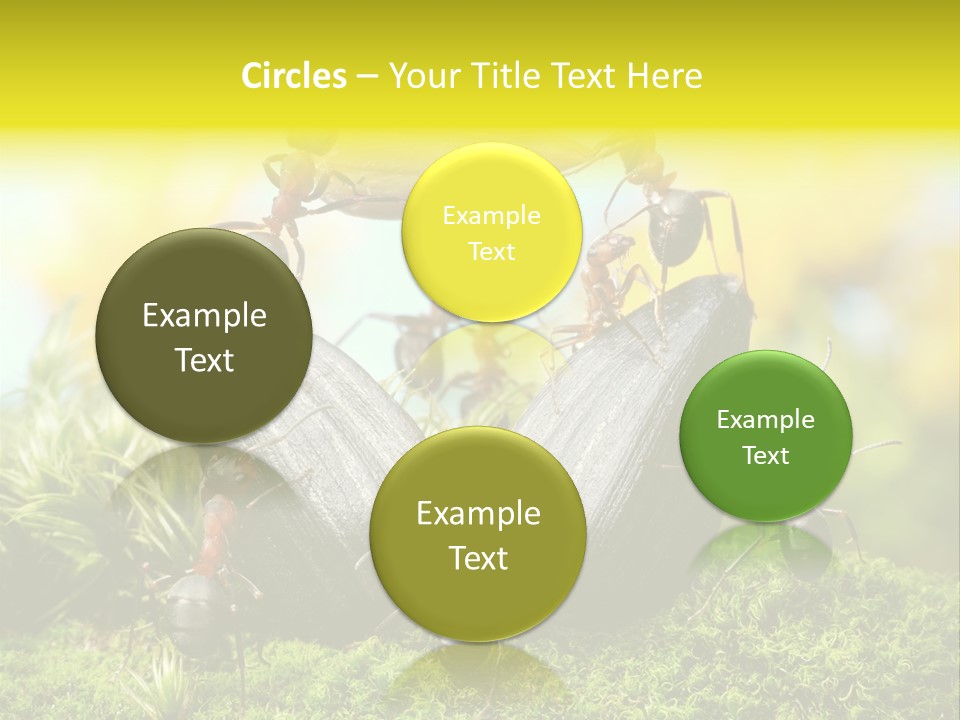 Crop Meadow Insects PowerPoint Template
