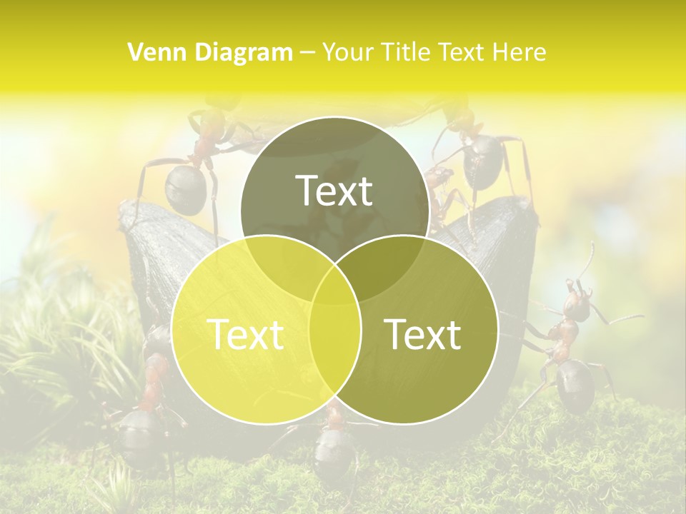 Crop Meadow Insects PowerPoint Template