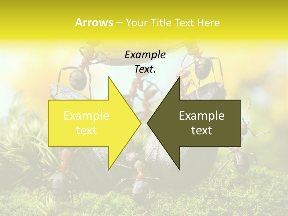 Crop Meadow Insects PowerPoint Template