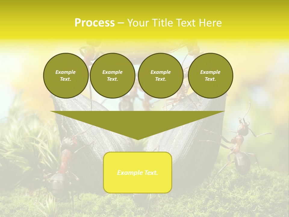 Crop Meadow Insects PowerPoint Template