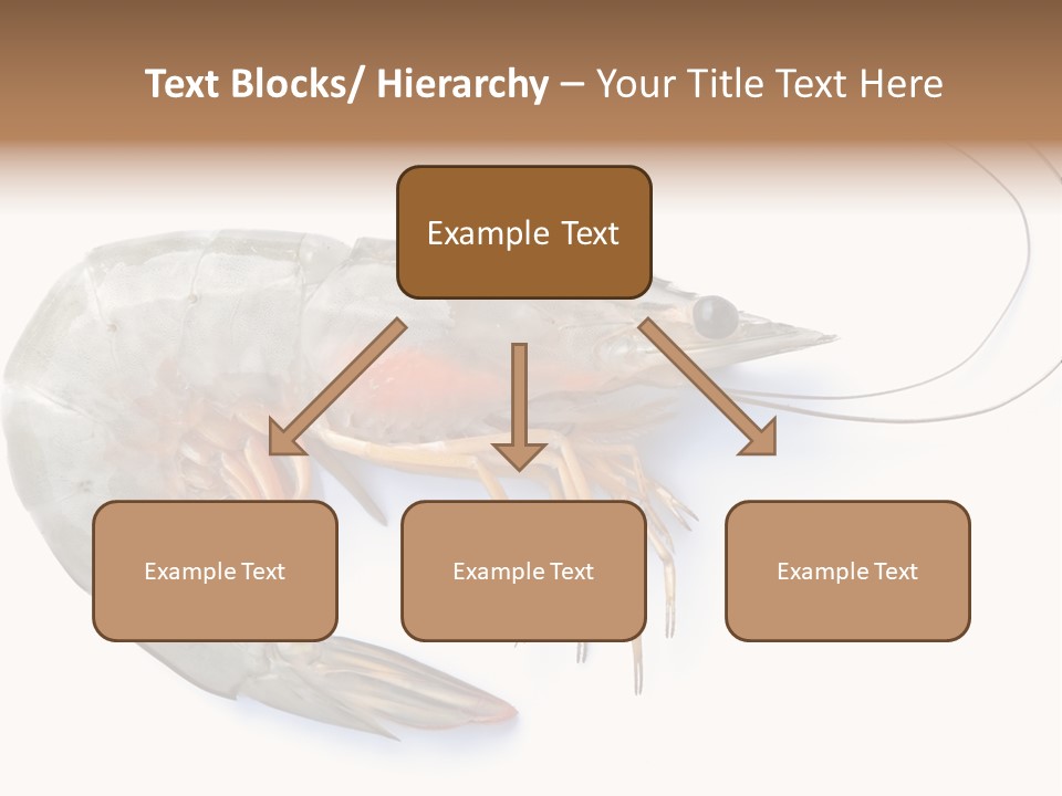 Background Shot White PowerPoint Template