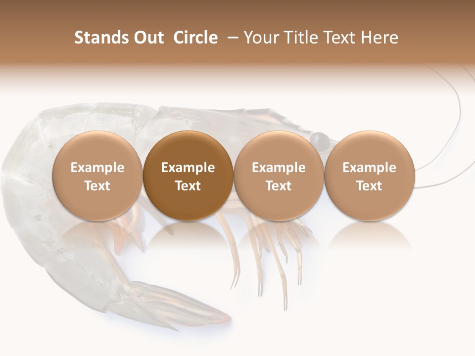 Background Shot White PowerPoint Template