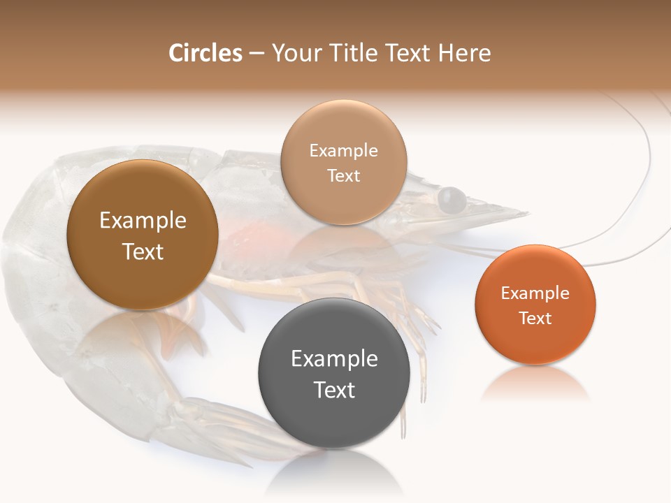 Background Shot White PowerPoint Template