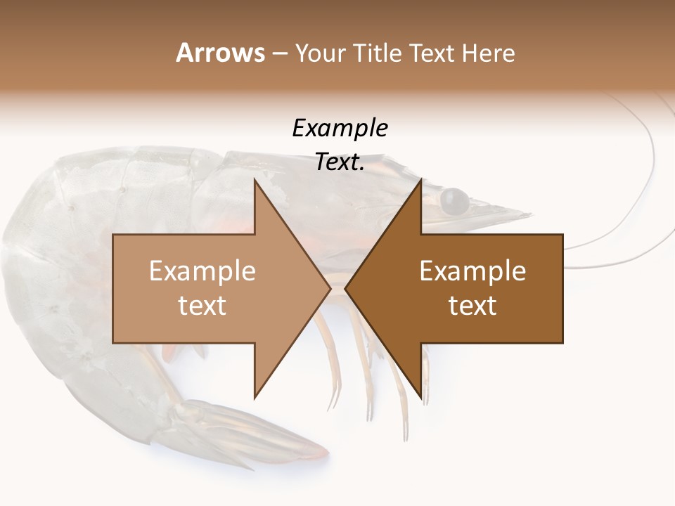 Background Shot White PowerPoint Template