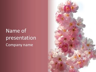 Spring Petal New Life PowerPoint Template