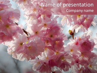 New Life Sunlight Sakura PowerPoint Template