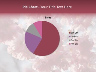 New Life Sunlight Sakura PowerPoint Template