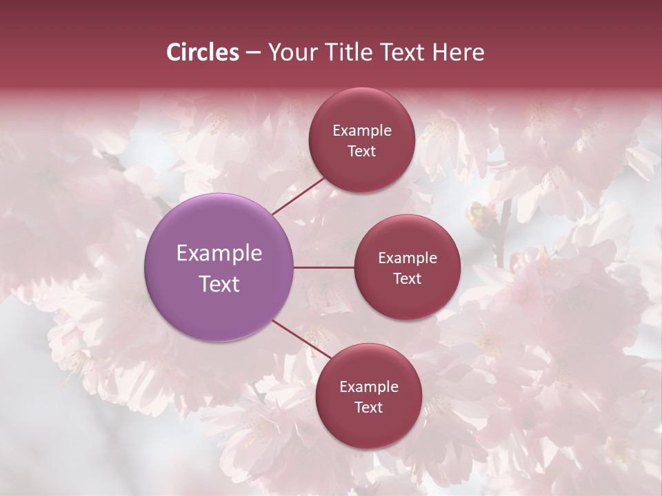New Life Sunlight Sakura PowerPoint Template