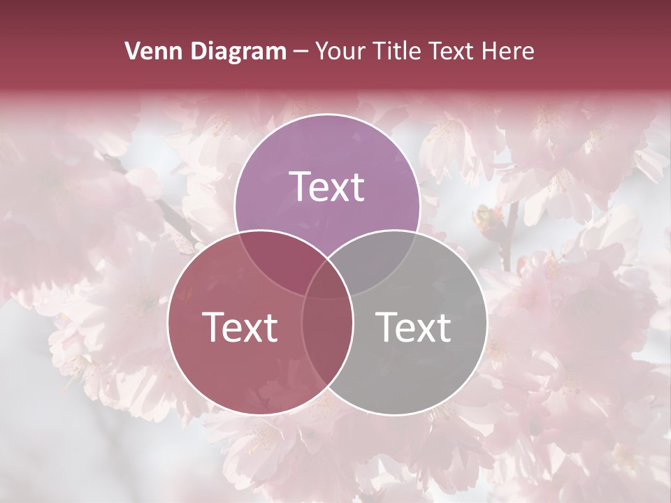 New Life Sunlight Sakura PowerPoint Template