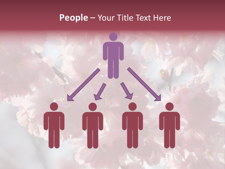 New Life Sunlight Sakura PowerPoint Template