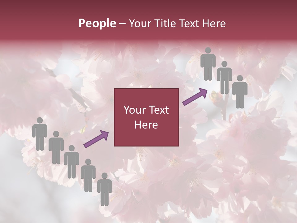 New Life Sunlight Sakura PowerPoint Template