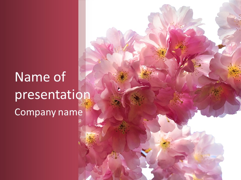 Flower Blossom Flower Head PowerPoint Template