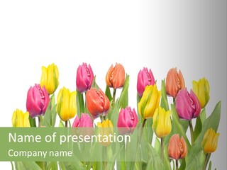 Arrangement Fresh Bouquet PowerPoint Template