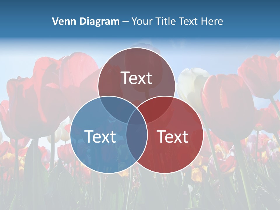 Beauty Of Nature Background Tulip PowerPoint Template