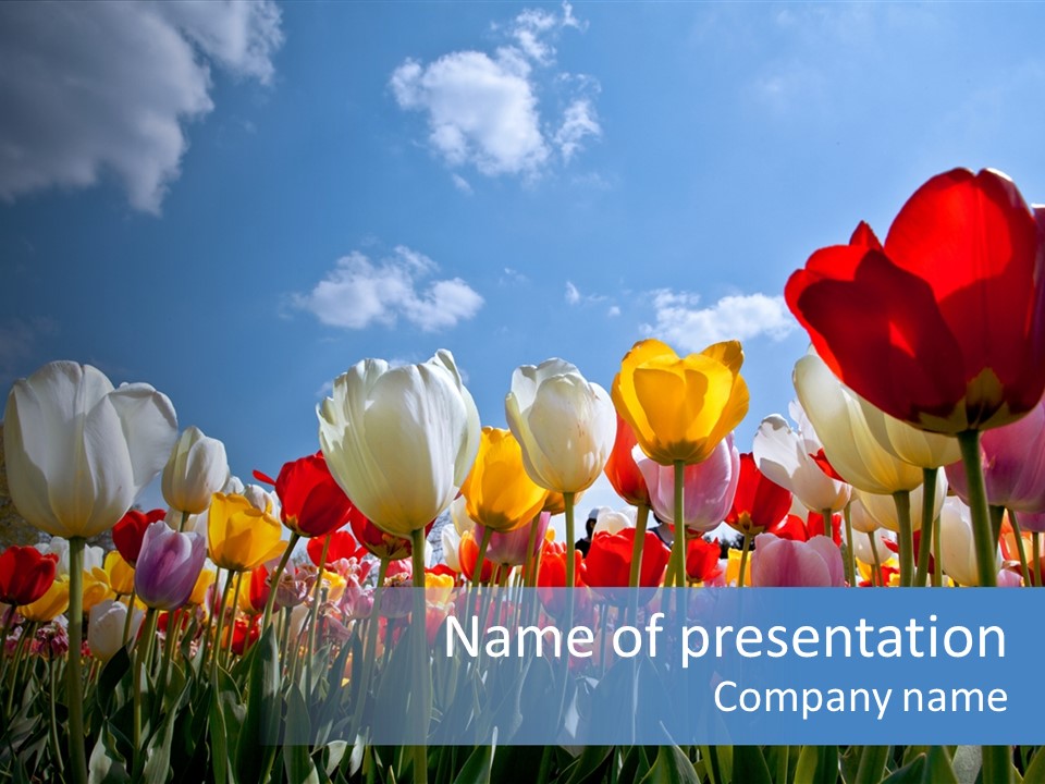 Tulip Yellow Multi Colored PowerPoint Template