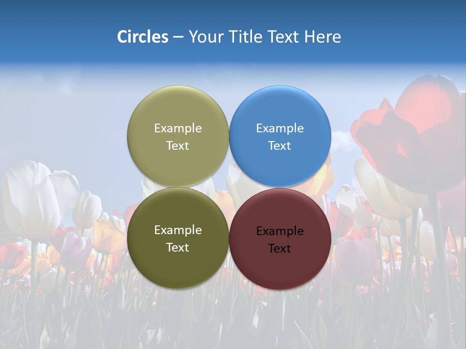 Tulip Yellow Multi Colored PowerPoint Template