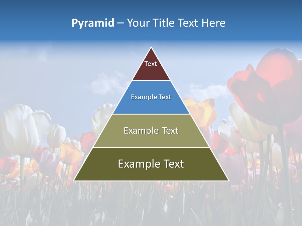 Tulip Yellow Multi Colored PowerPoint Template