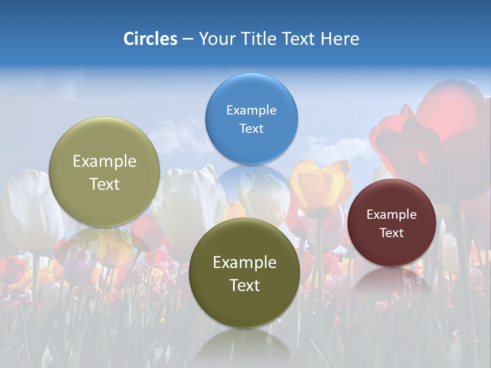 Tulip Yellow Multi Colored PowerPoint Template