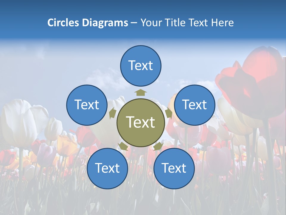 Tulip Yellow Multi Colored PowerPoint Template