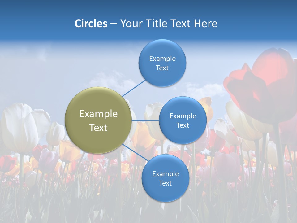 Tulip Yellow Multi Colored PowerPoint Template