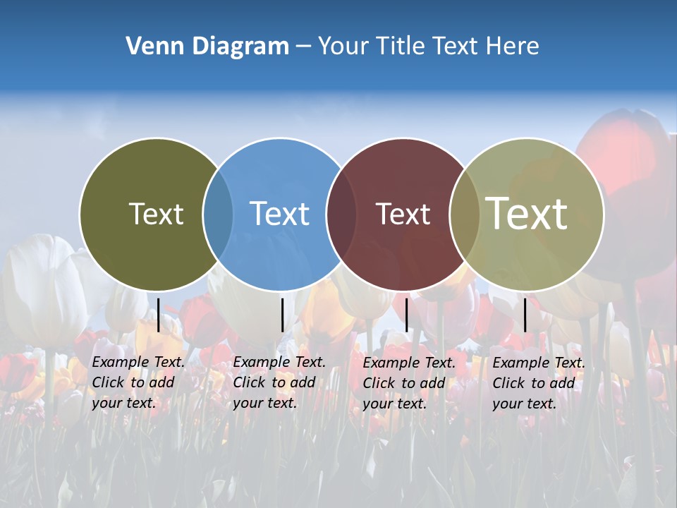 Tulip Yellow Multi Colored PowerPoint Template