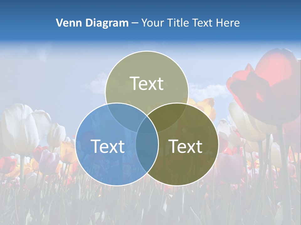 Tulip Yellow Multi Colored PowerPoint Template