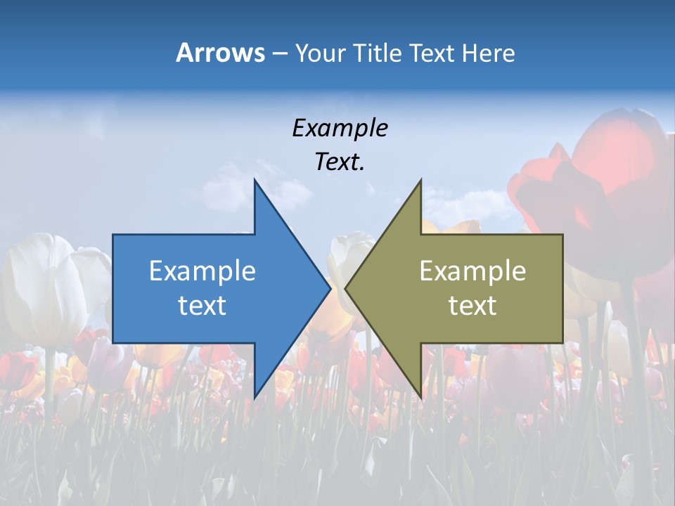 Tulip Yellow Multi Colored PowerPoint Template