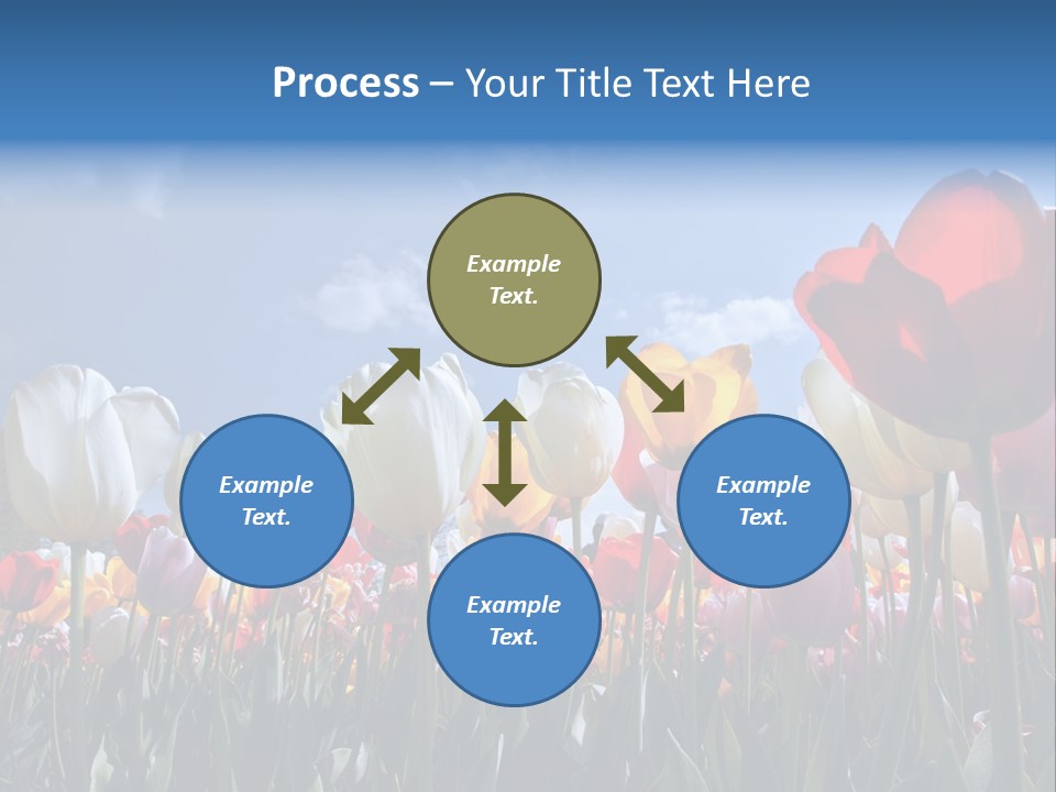 Tulip Yellow Multi Colored PowerPoint Template