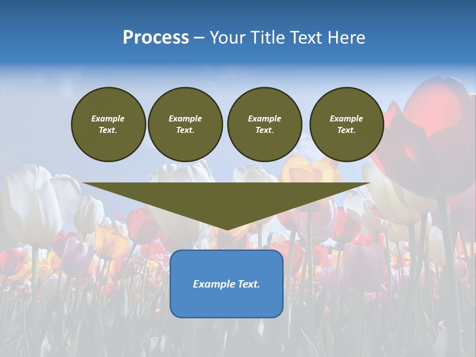 Tulip Yellow Multi Colored PowerPoint Template