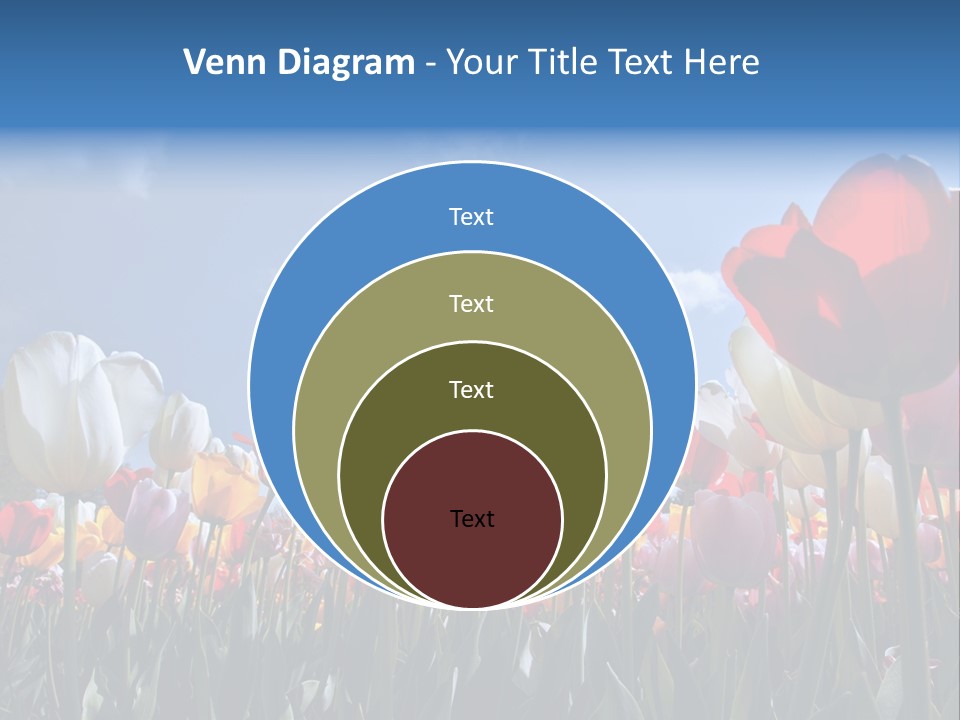 Tulip Yellow Multi Colored PowerPoint Template