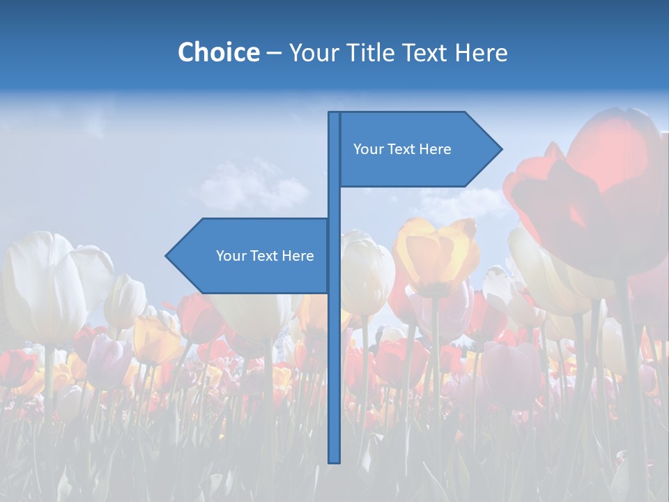 Tulip Yellow Multi Colored PowerPoint Template