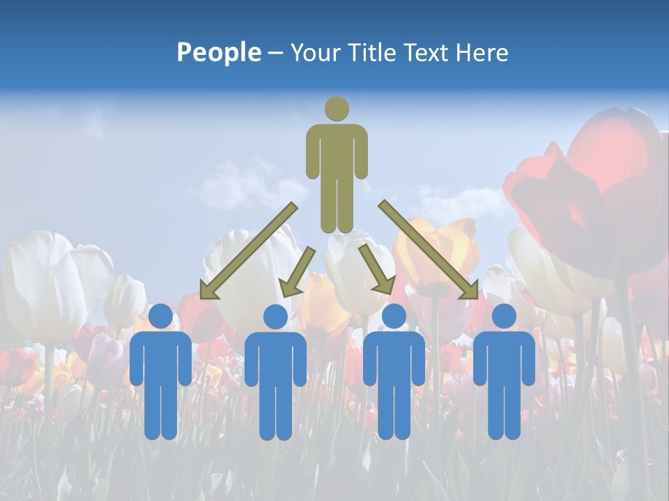 Tulip Yellow Multi Colored PowerPoint Template