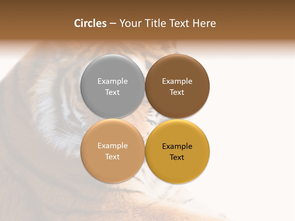 Close Carnivore Gaze PowerPoint Template