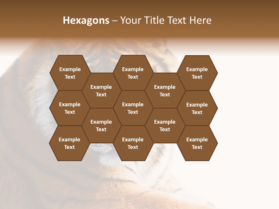 Close Carnivore Gaze PowerPoint Template