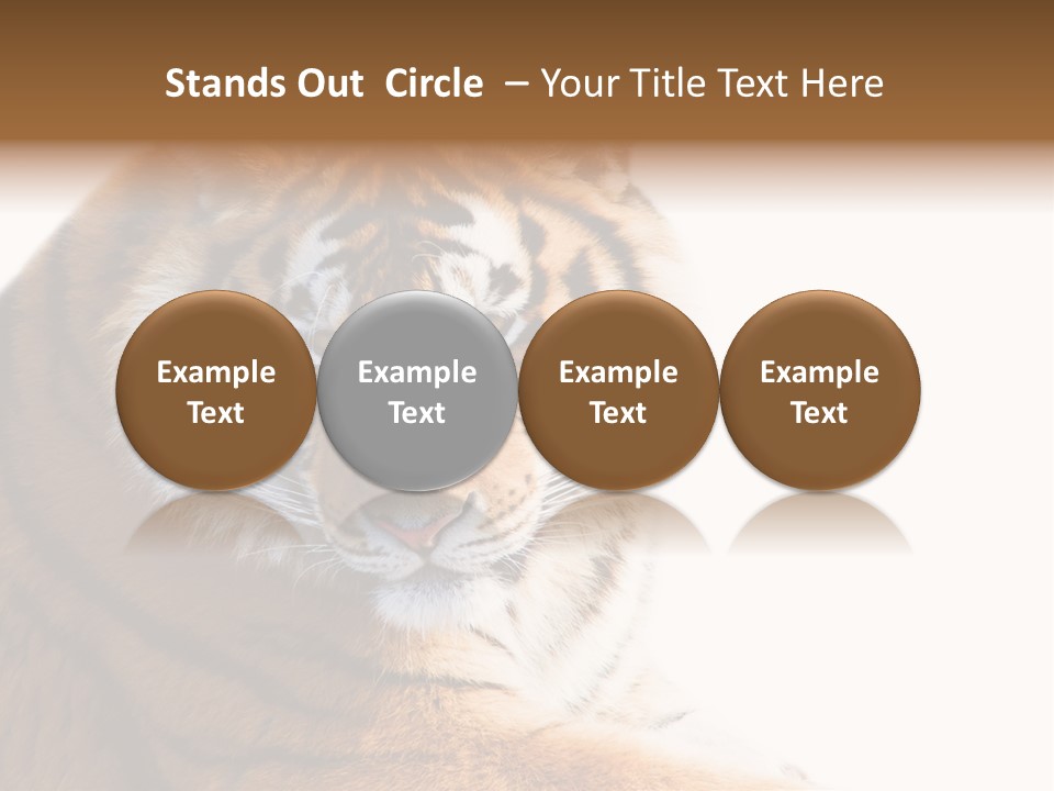 Close Carnivore Gaze PowerPoint Template