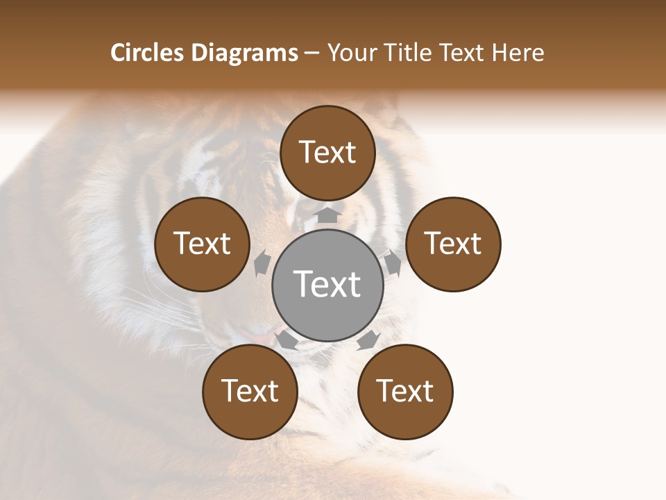 Close Carnivore Gaze PowerPoint Template