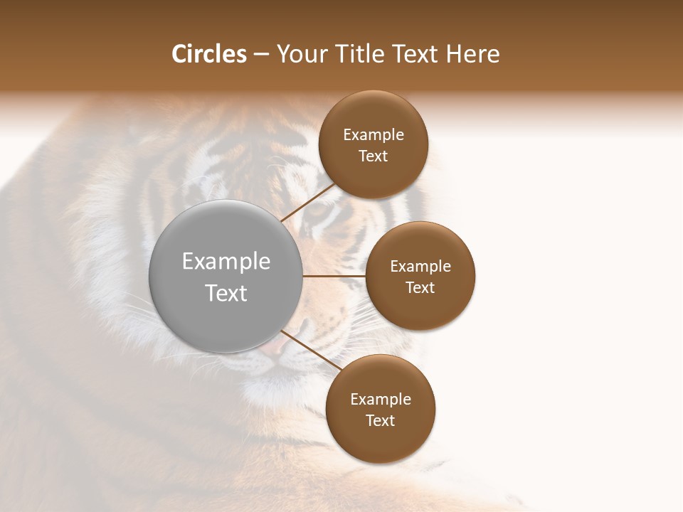 Close Carnivore Gaze PowerPoint Template
